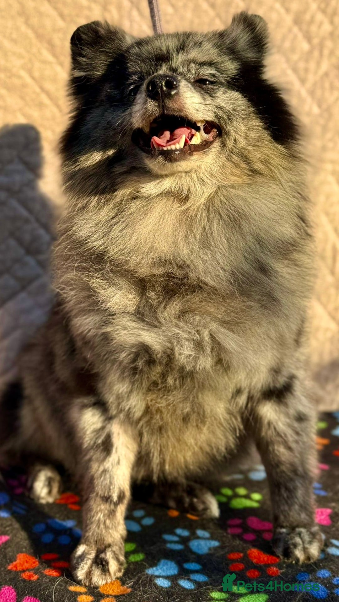 Pomeranian dogs for adoption: Dottie’s Story: From Darkness to Life - Image 2