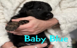 German Shepherd dogs for sale: Beautiful German Shepherd puppies  - Advert 6