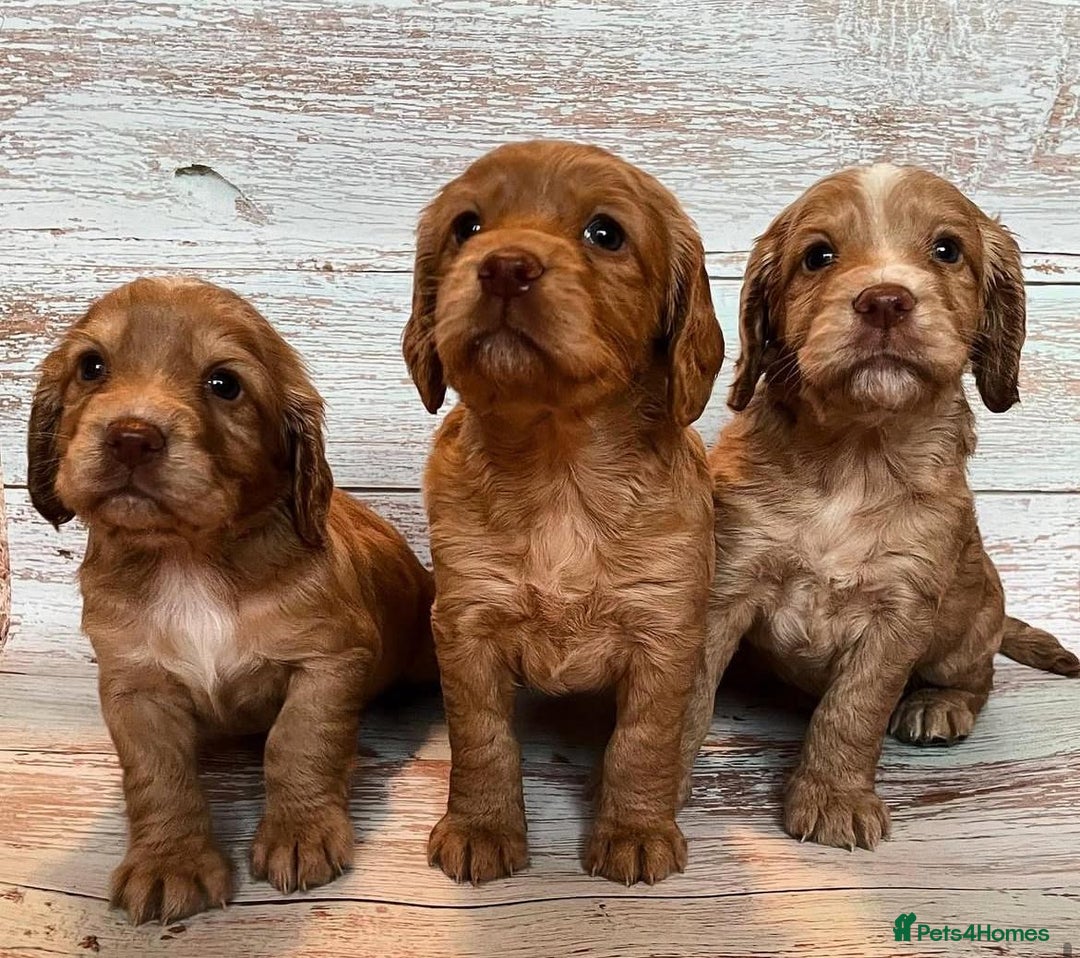 Cocker Spaniel dogs for stud: Handsome working cocker spaniel for stud!! - Advert 11