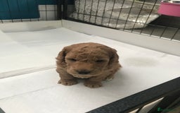 Cockapoo dogs for sale: 4 Beautiful female cockerpoos  - Image 22