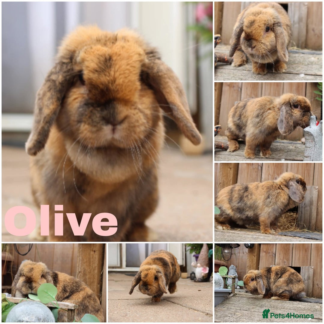 Mini Lop rabbits for sale: New litter ready to reserve 1 doe Available  - Advert 3