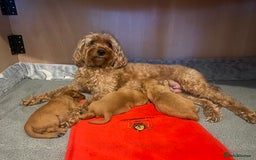 Cavapoo dogs for sale: Beautiful Cavapoo Puppies  - Image 2