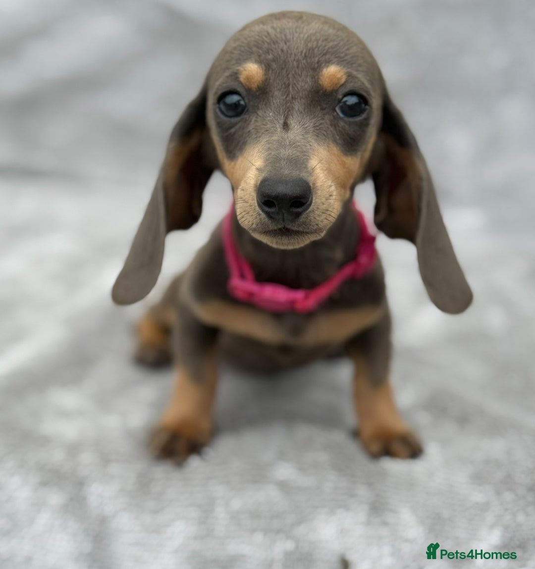 Miniature Dachshund dogs for sale: Kc Reg Miniature Dachshund Puppies  - Image 8