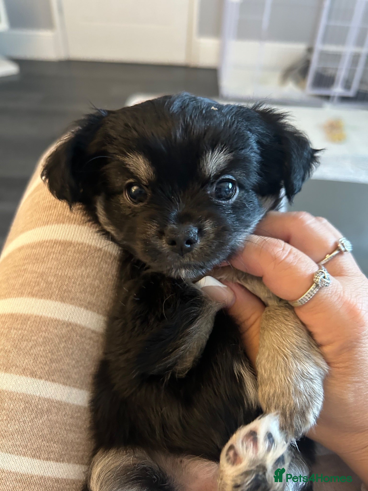 Chihuahua dogs Beautiful chihuahua babies - Advert 2