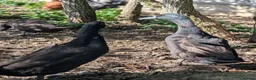 Mixed Breed poultry for sale: 2 runner duck drakes rehome in Tunbridge Wells - Advert 4