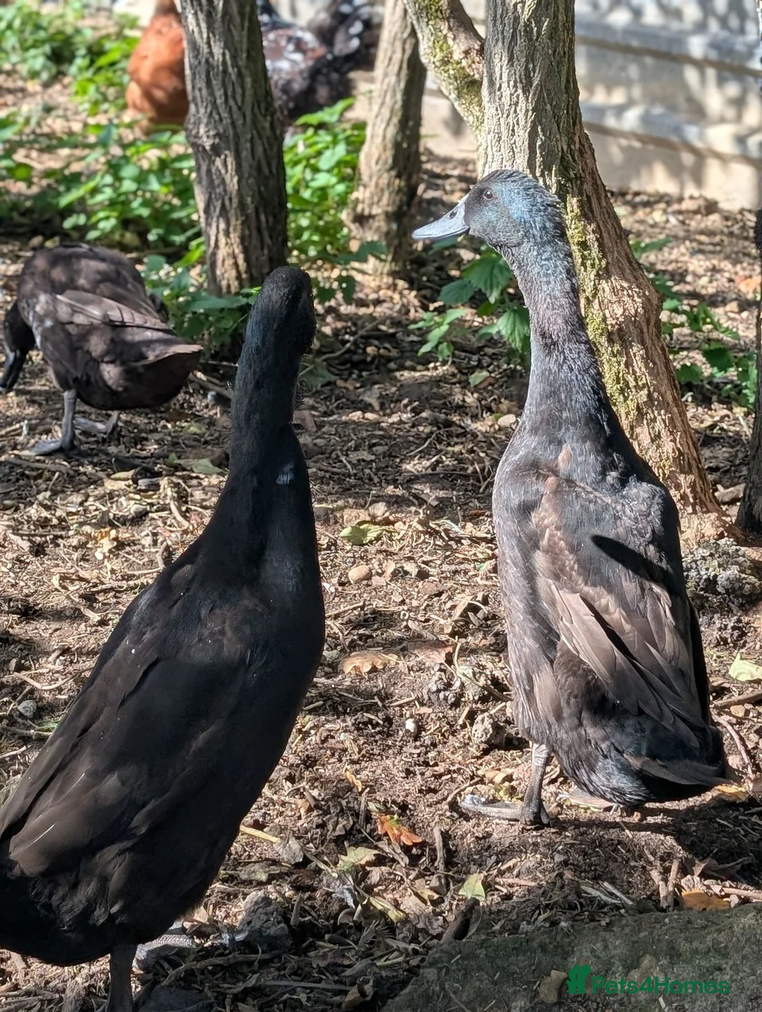 Mixed Breed poultry for sale: 2 runner duck drakes rehome in Tunbridge Wells - Advert 4