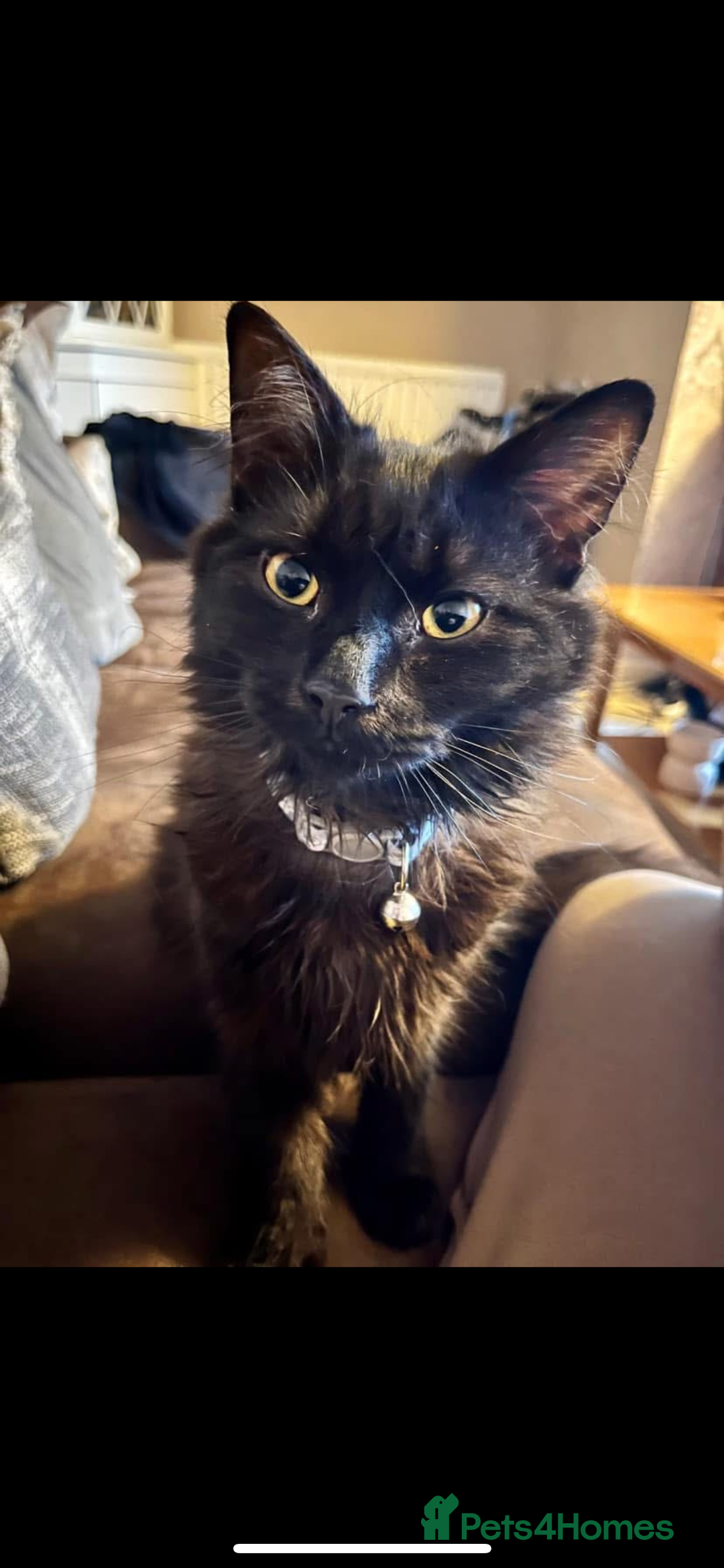 Mixed Breed cats for sale: 2 year old, long haired, black cat - Image 2