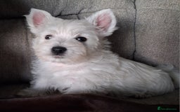 West Highland Terrier dogs for sale: KC Reg Quality West Highland Terrier Puppies  - Image 21
