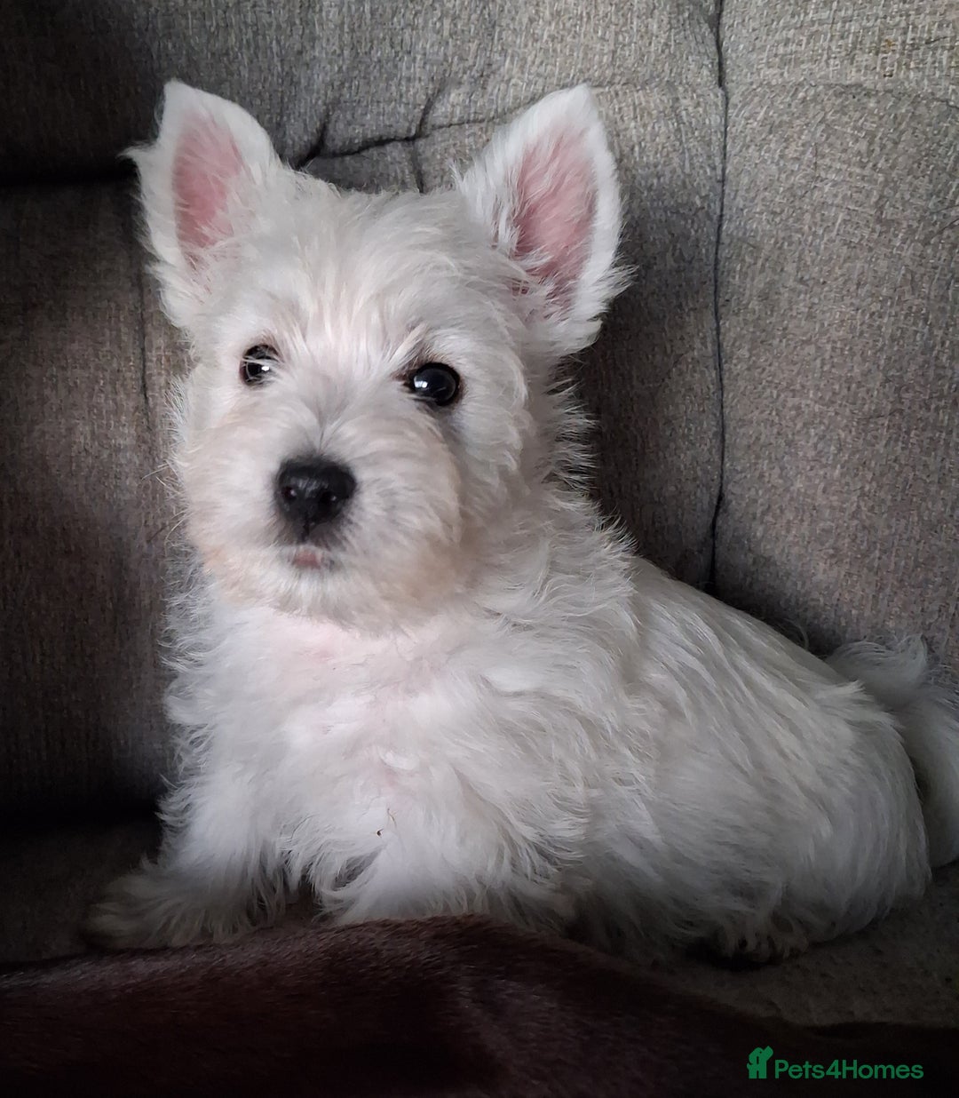 West Highland Terrier dogs for sale: KC Reg Quality West Highland Terrier Puppies  - Image 21