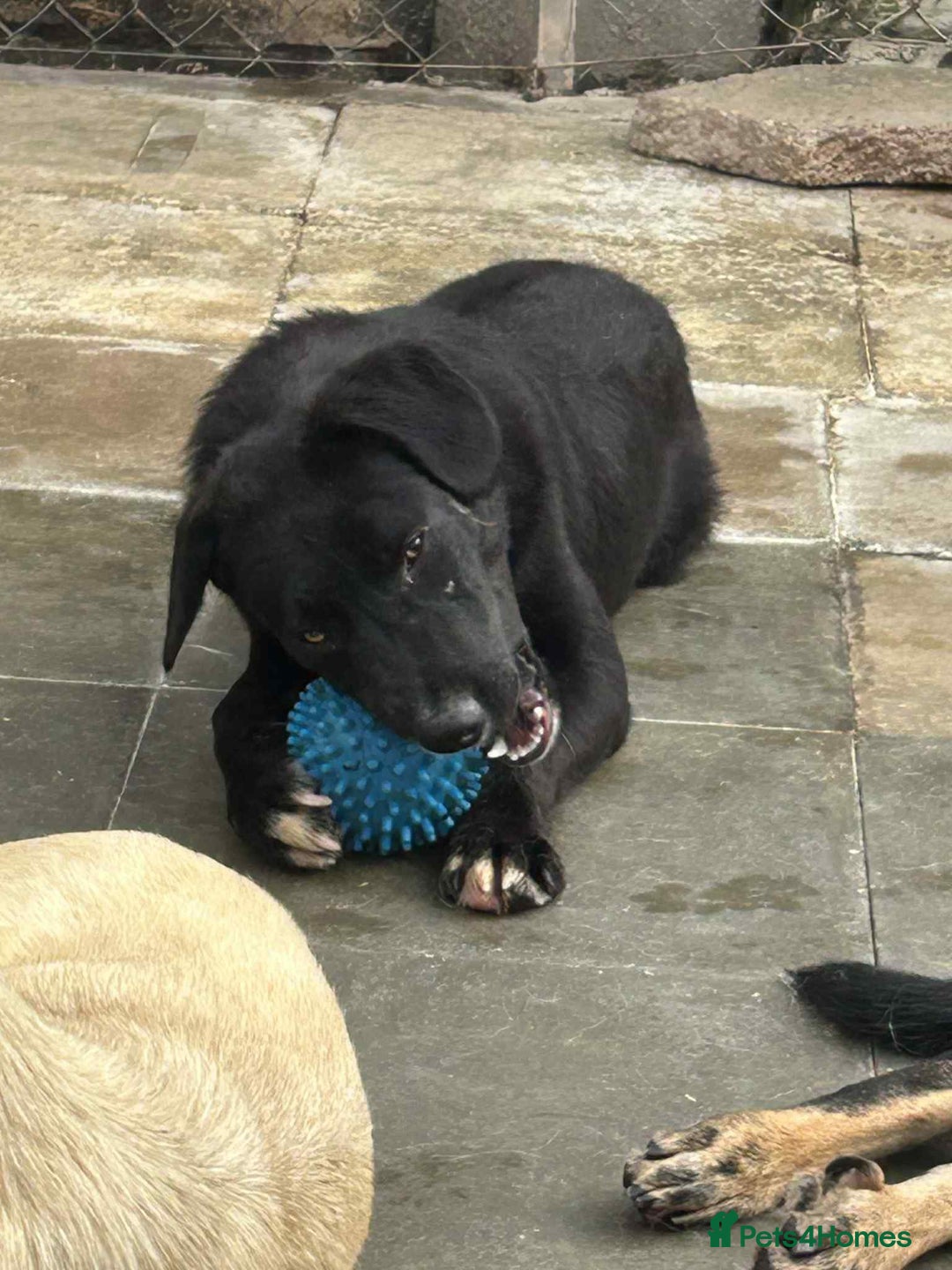Mixed Breed dogs for adoption: Barney - Norwich norfolk  - Image 12