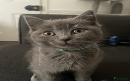British Shorthair cats for sale: BSH x Ragdoll - Ready Now - Image 2