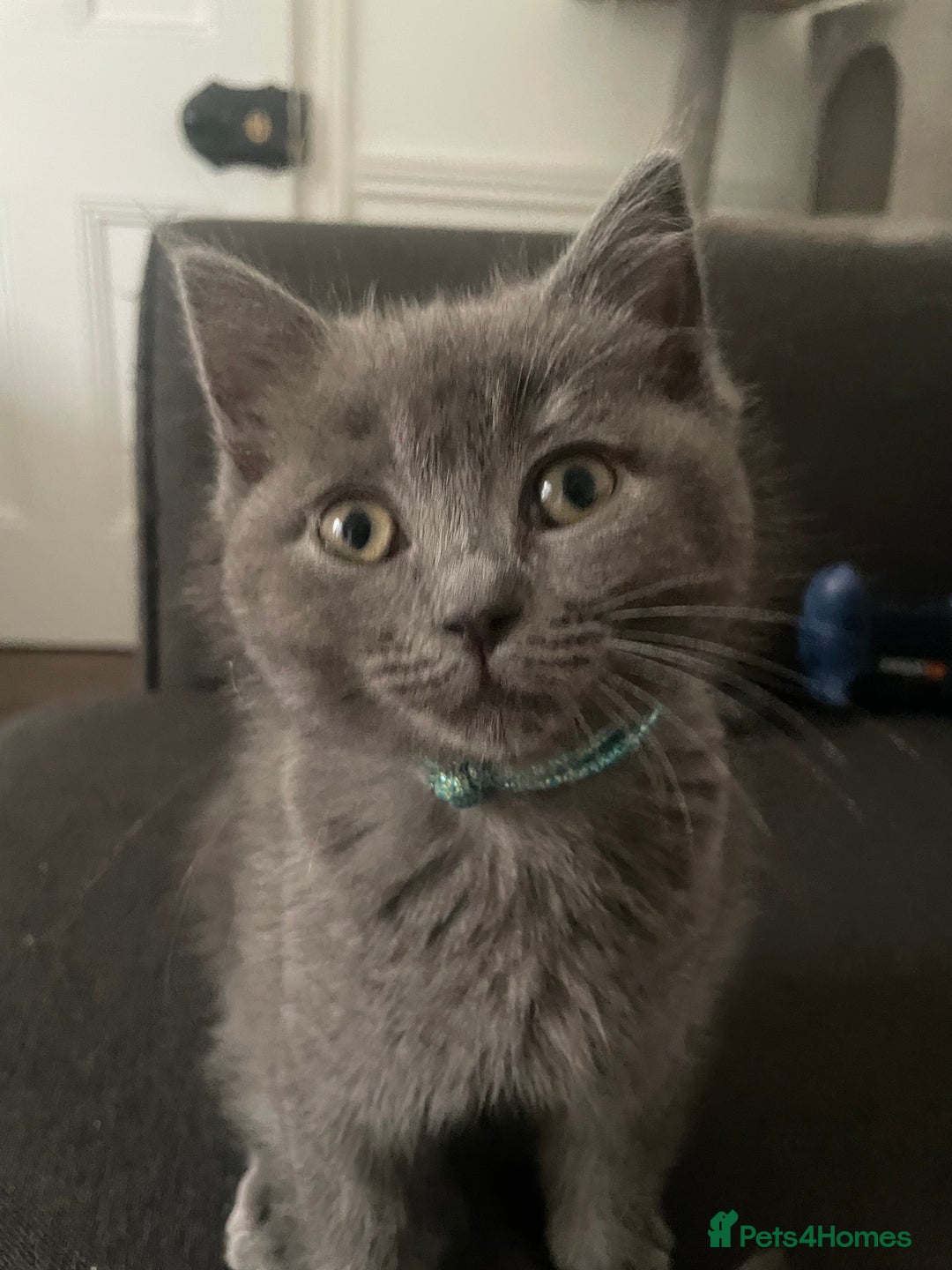 British Shorthair cats for sale: BSH x Ragdoll - Ready Now - Image 2