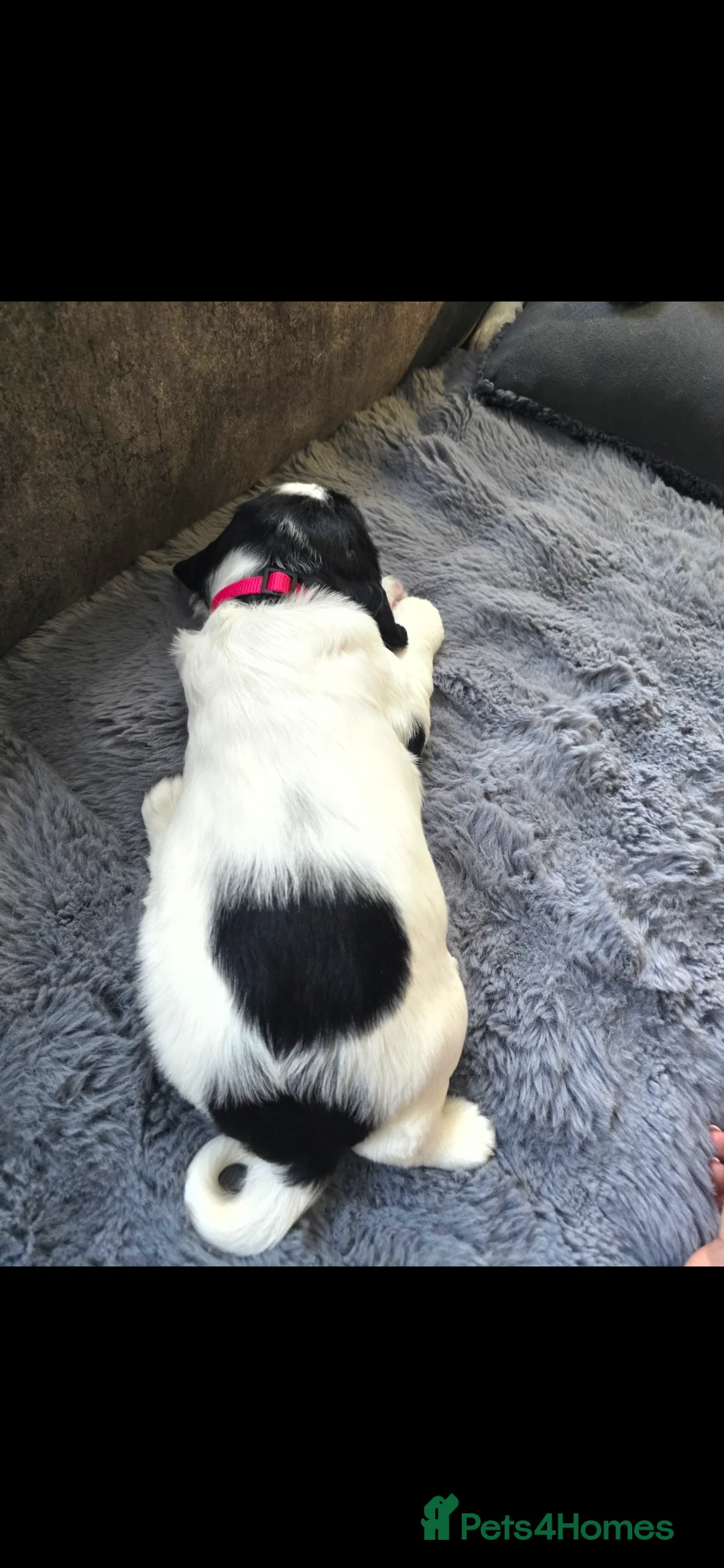 English Springer Spaniel dogs for sale: Health Tested KS English Springer Spaniel puppies  - Advert 22