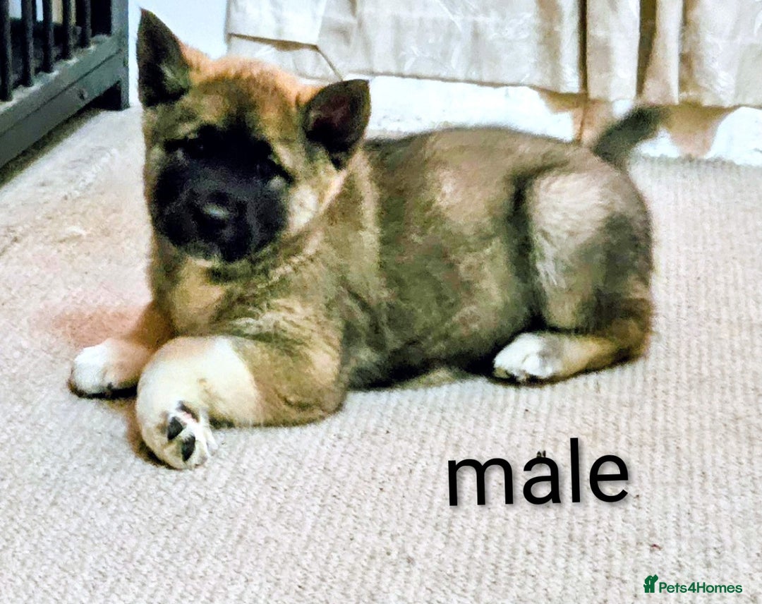 Mixed Breed dogs for sale: Akita/malamute  - Advert 12