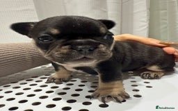 French Bulldog dogs for sale: French Bulldog Puppies – Beautiful and Home-Raised - Image 6