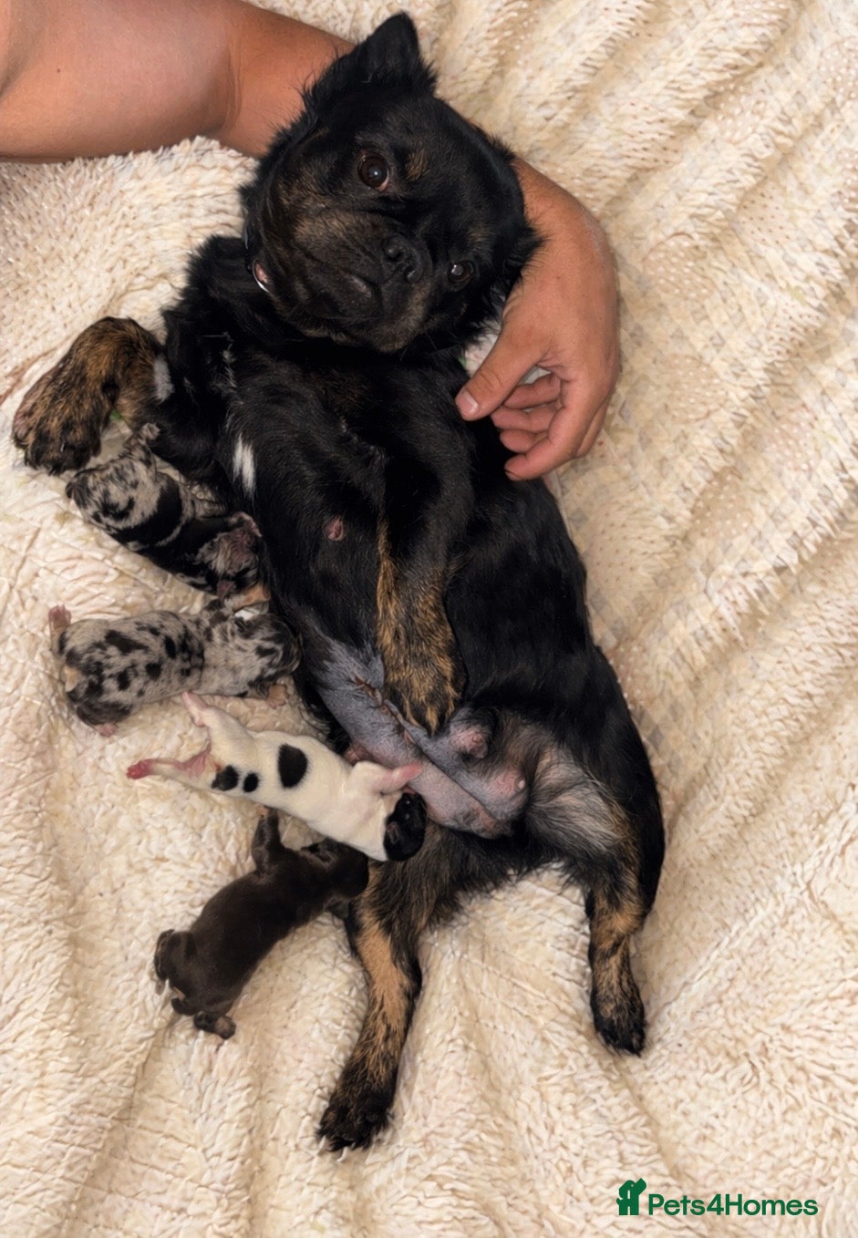 French Bulldog dogs Rare Fluffy French Bulldog Puppies  - Advert 2