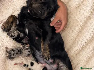 French Bulldog dogs Rare Fluffy French Bulldog Puppies - Advert 1