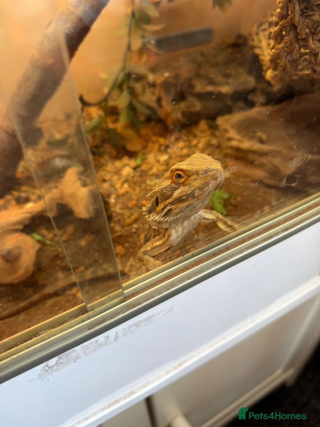 Bearded Dragon reptiles for sale: Bearded dragon with vivarium  in Newark - Advert 3