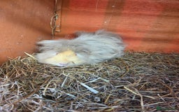 Guinea Pig rodents for sale: Female guinea pig - Image 1