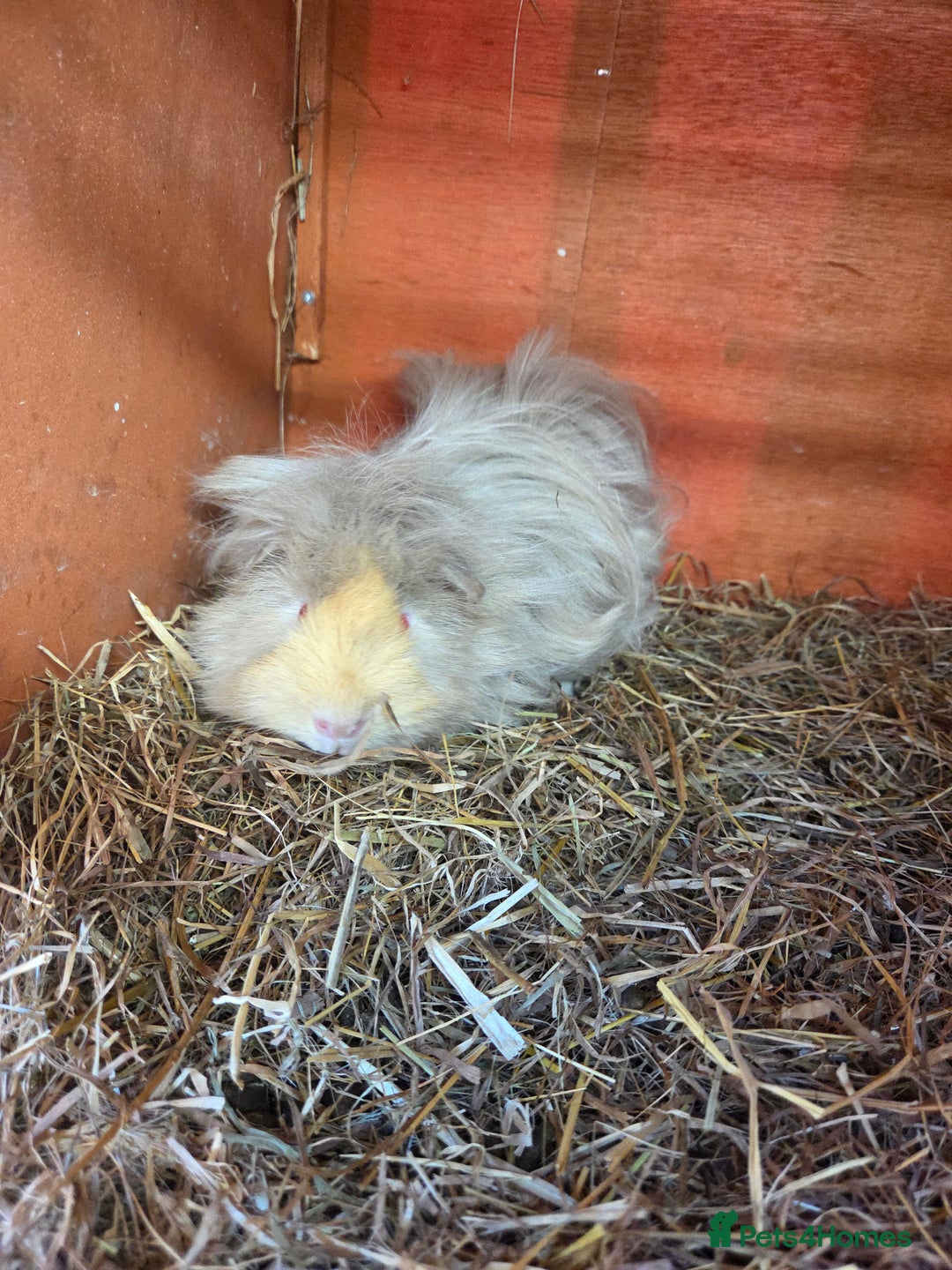 Guinea Pig rodents for sale: Female guinea pig - Image 1
