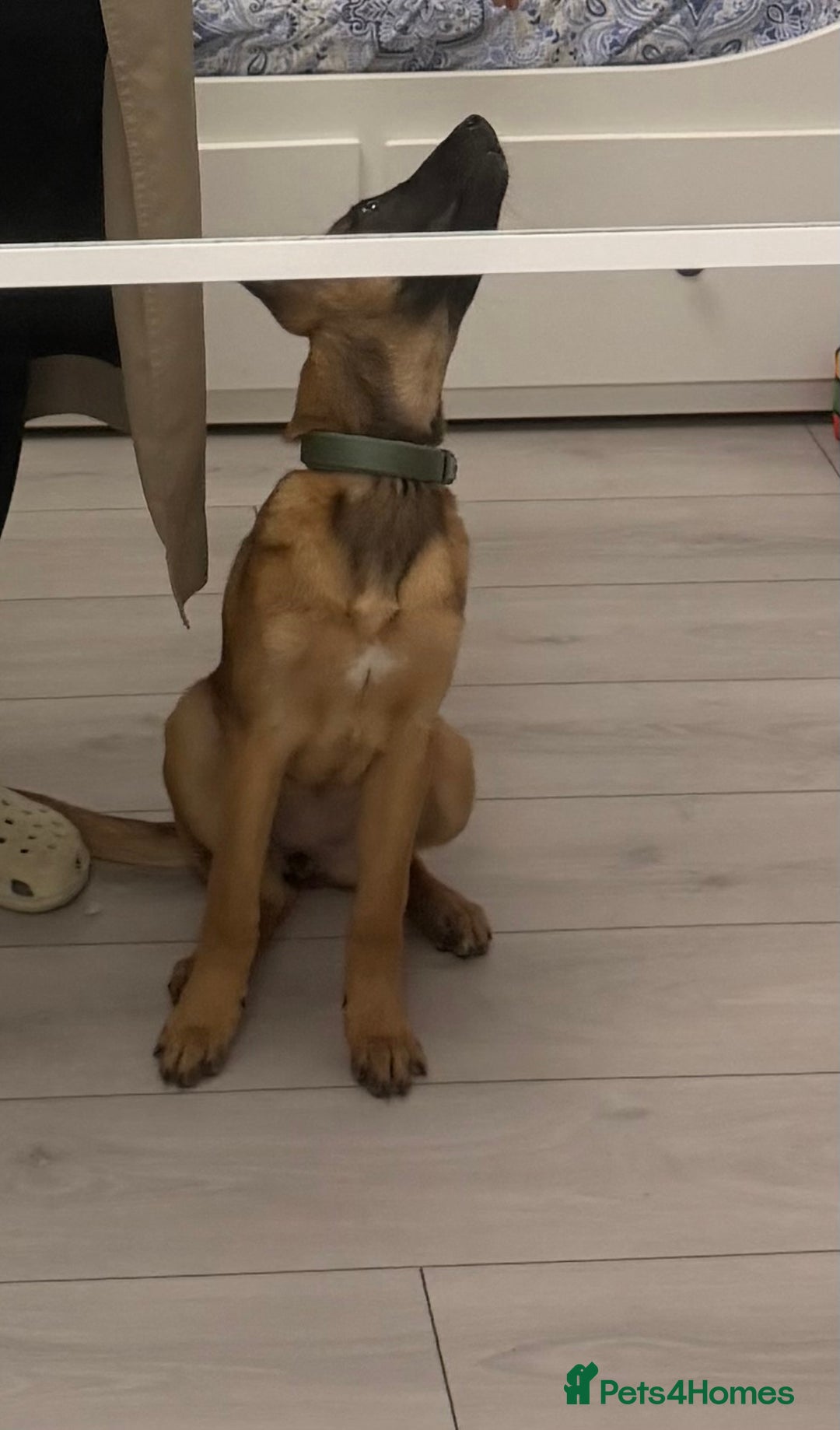 Belgian Shepherd Dog dogs for sale: 4-Month-Old Female Belgian Malinois  - Advert 7