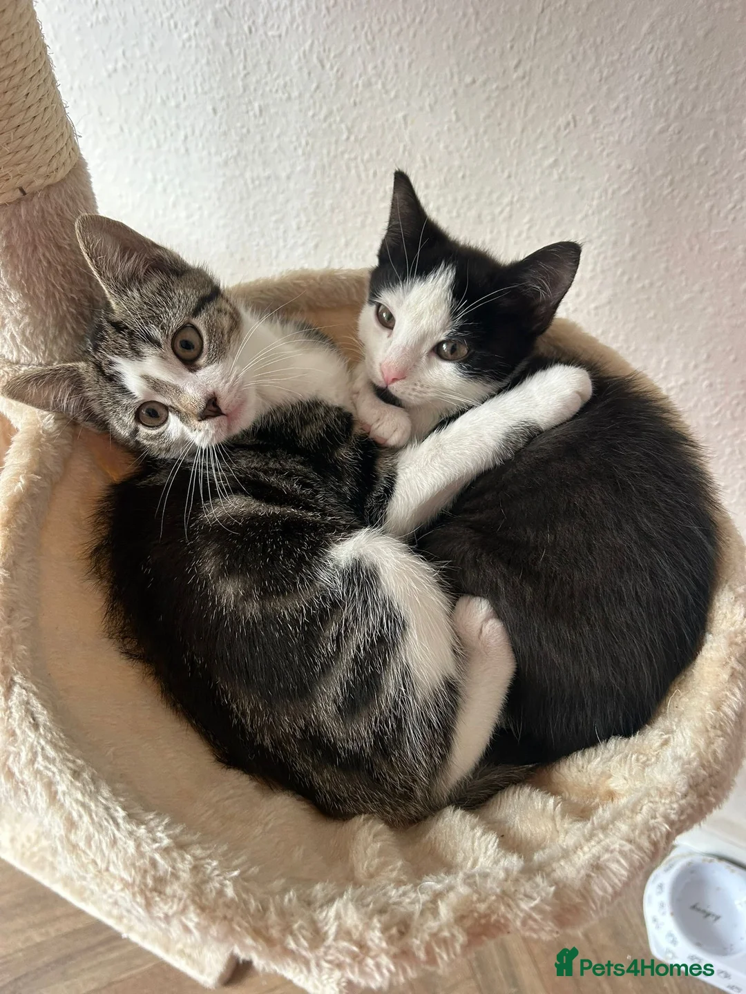 Mixed Breed cats for sale: Brother&sister looking for a new home - Advert 6