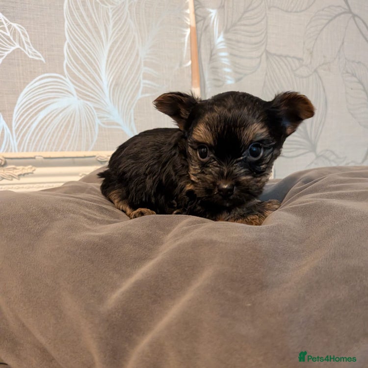 Mixed Breed dogs Yorkshire Terrier puppies for sale - Advert 11