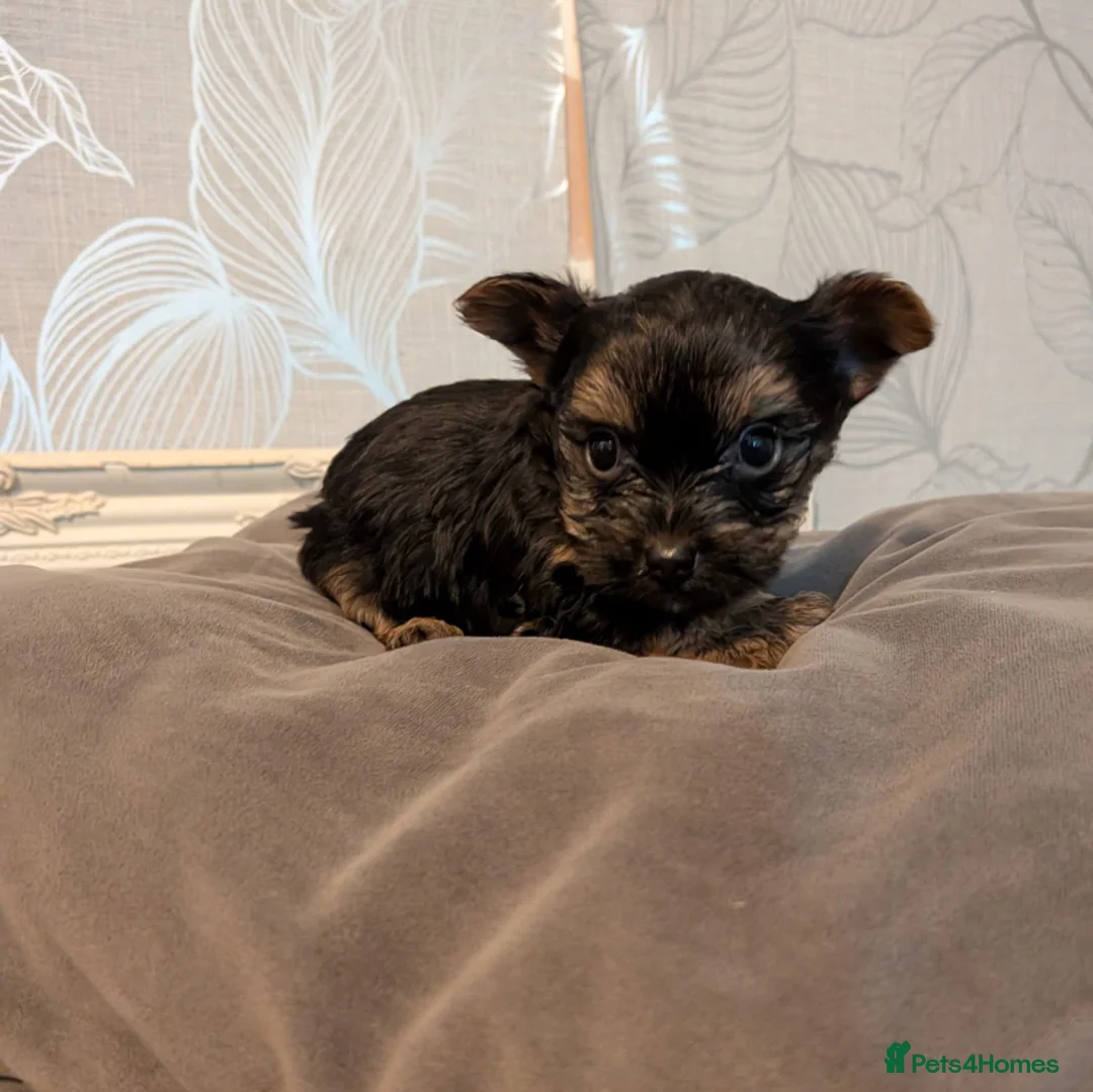Mixed Breed dogs for sale: Yorkshire Terrier puppies for sale - Advert 1