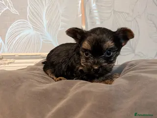 Mixed Breed dogs Yorkshire Terrier puppies for sale - Advert 11