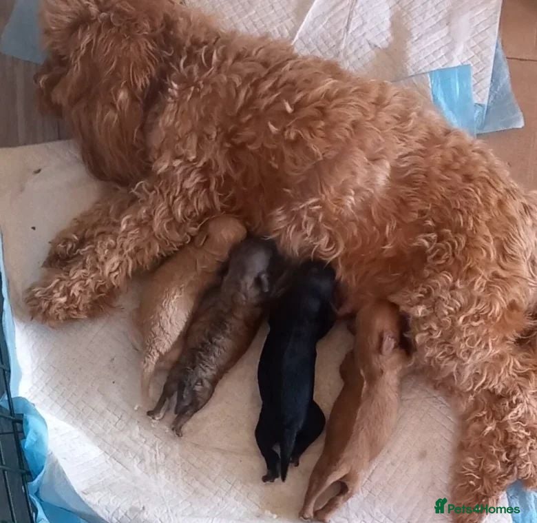 Cavapoo dogs Irresistibly Cute Cavapoo Puppies - Advert 1