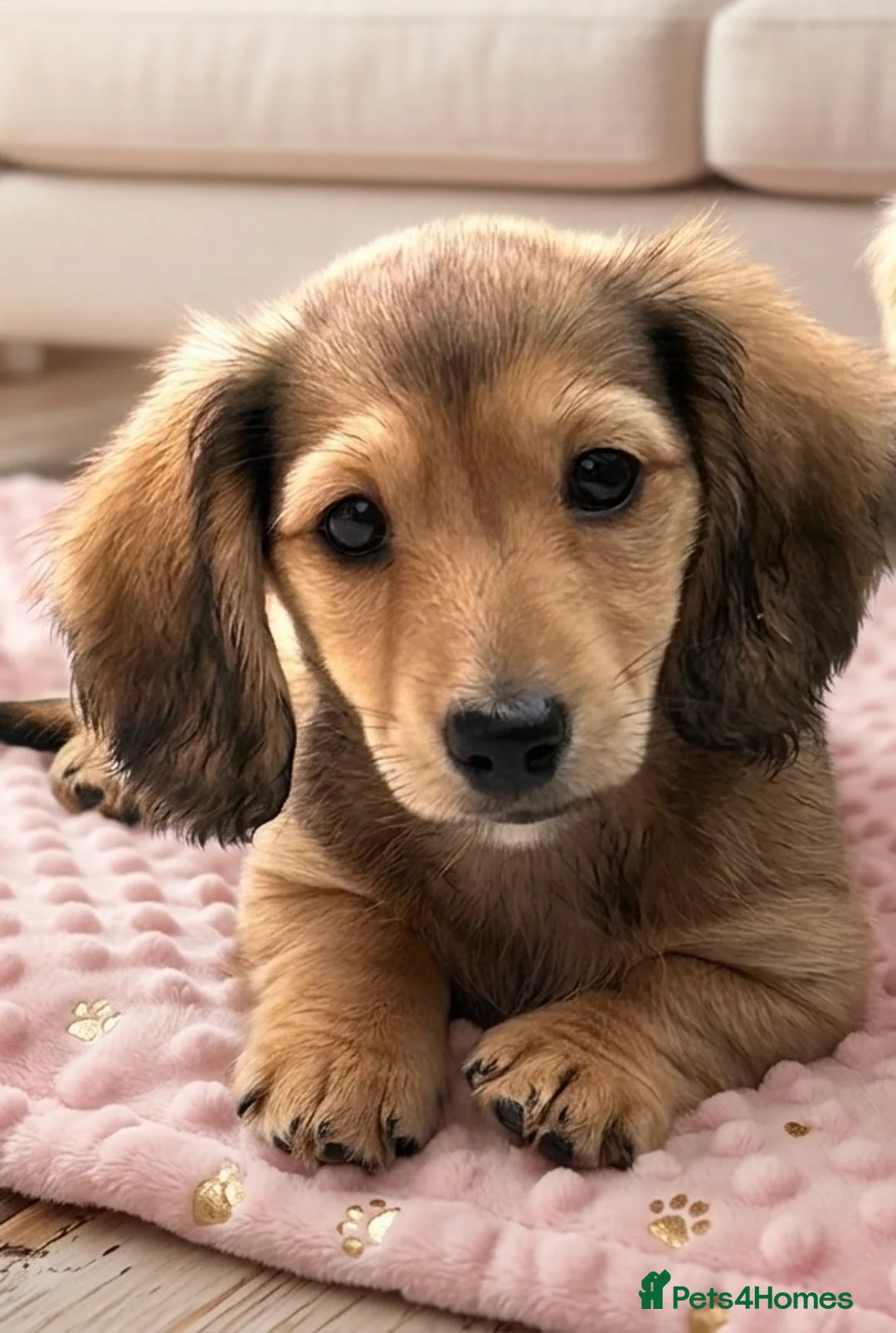 Dachshund dogs for sale: Miniature Long-haired KC Reg Girl!  - Advert 1
