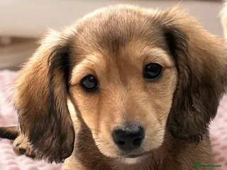 Dachshund dogs Miniature Long-haired KC Reg Girl! - Advert 1
