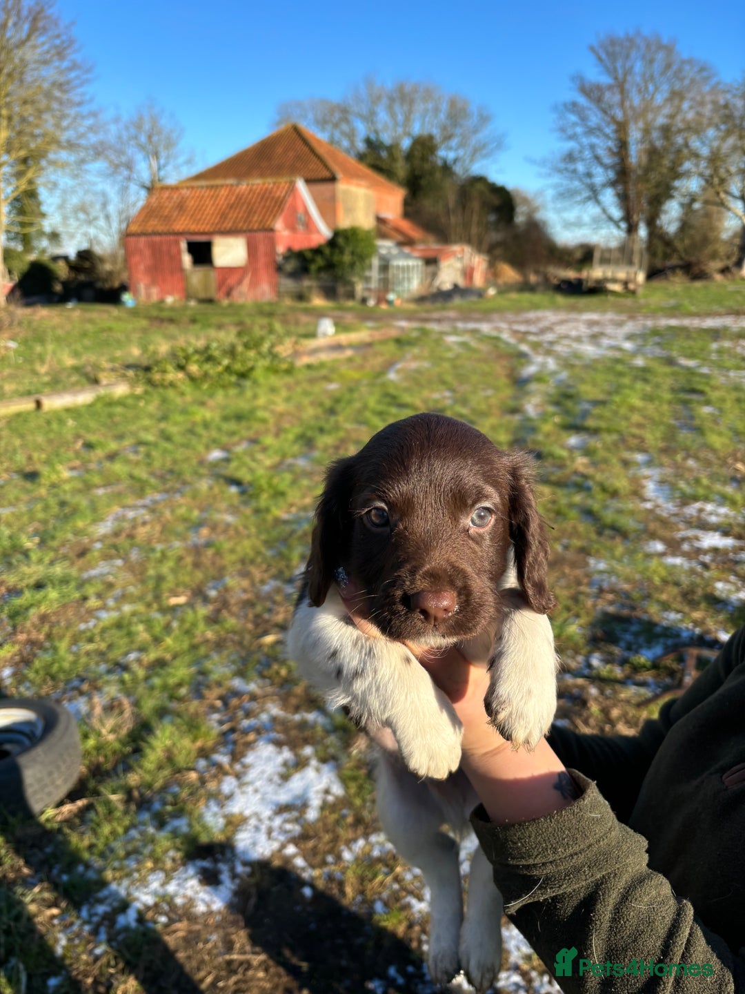Sprocker dogs for sale: Sprocker puppies  - Advert 13