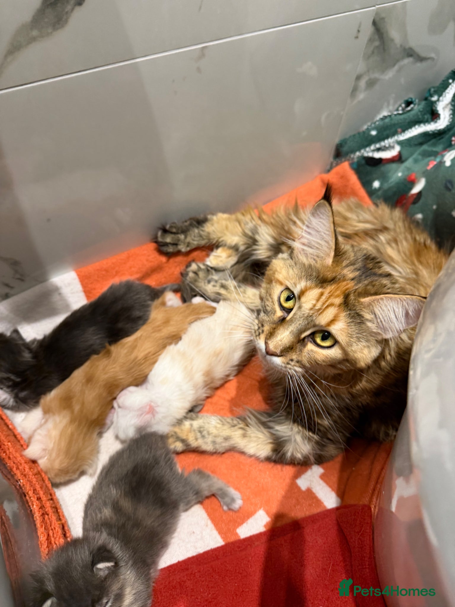Maine Coon cats for sale: Maine Coon Kittens for sale (Surrey location) in Esher - Advert 5
