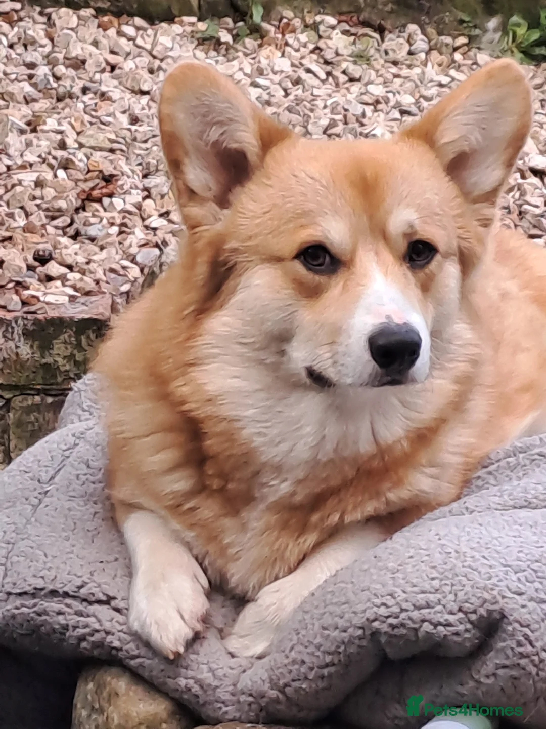 Welsh Corgi Pembroke dogs for stud: Health Tested Pembroke Corgi - Advert 2