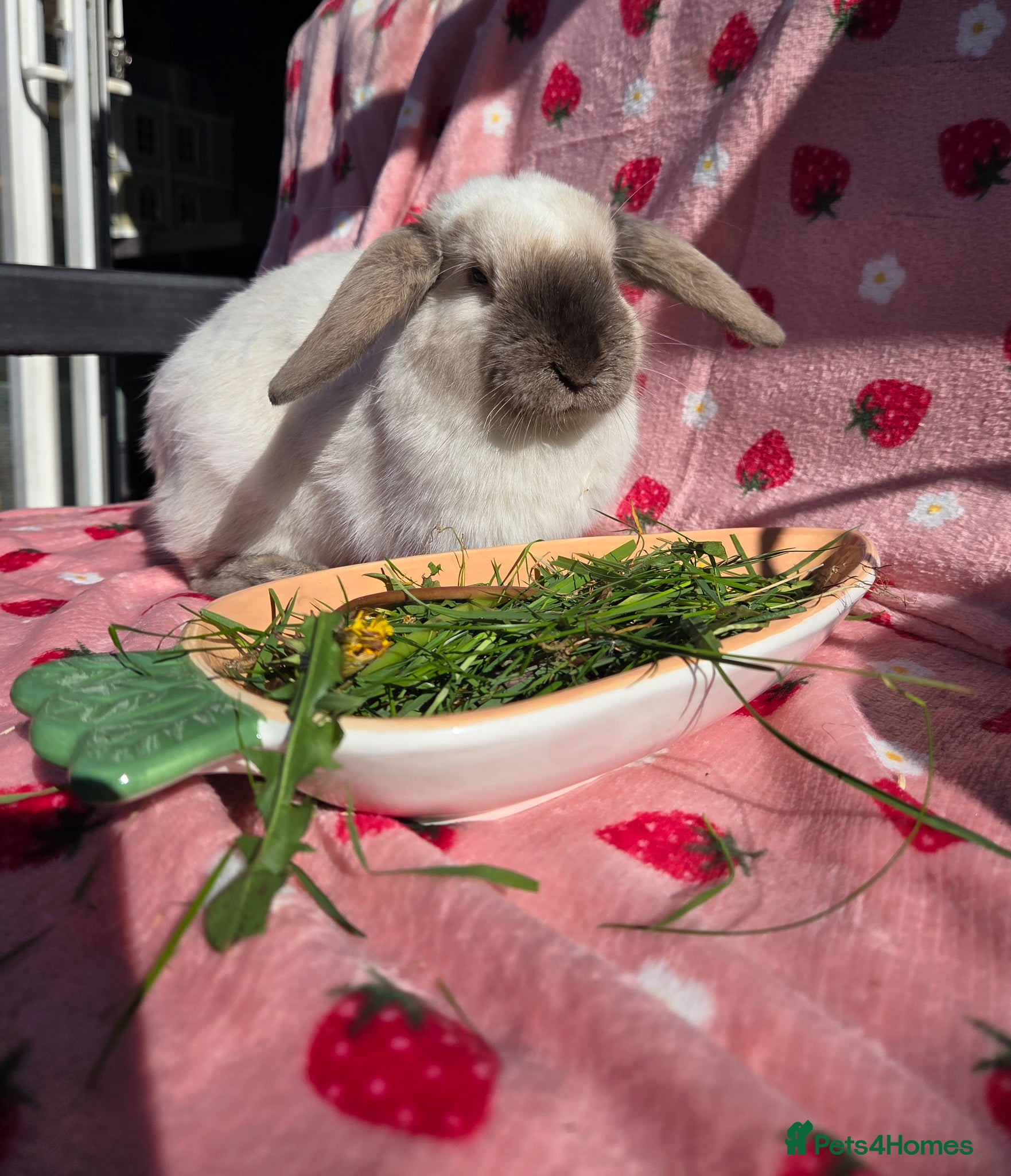 Mini Lop rabbits ☆Very tame Mini lops 10 week ☆3 left 1 does 1 buck - Advert 2