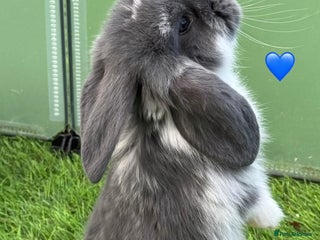 French Lop rabbits Pure French lops - Advert 3