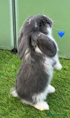 French Lop rabbits Pure French lops - Advert 3
