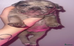 French Bulldog dogs for sale: French Bulldog Puppies  - Image 4