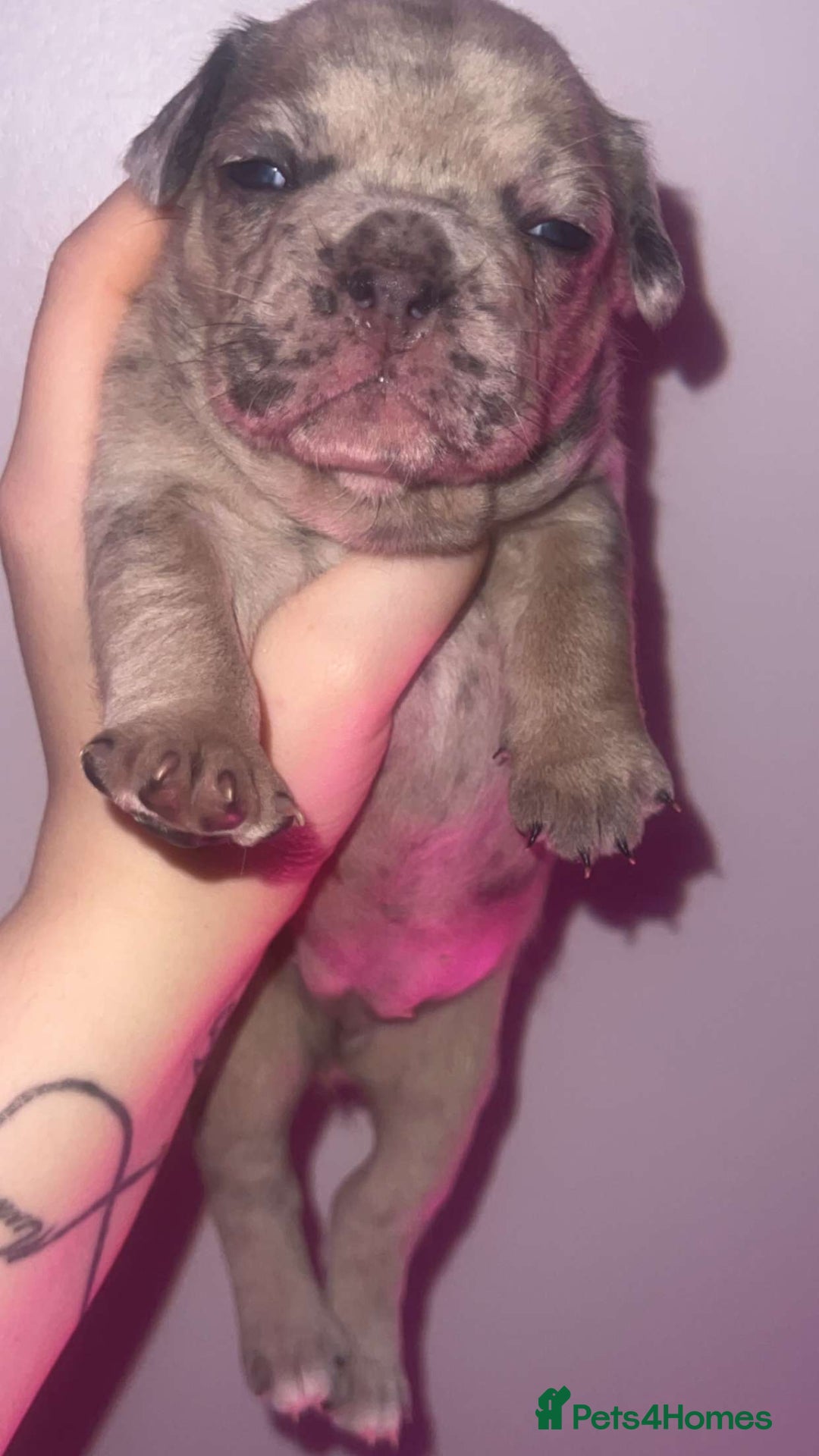 French Bulldog dogs for sale: French Bulldog Puppies  - Image 4