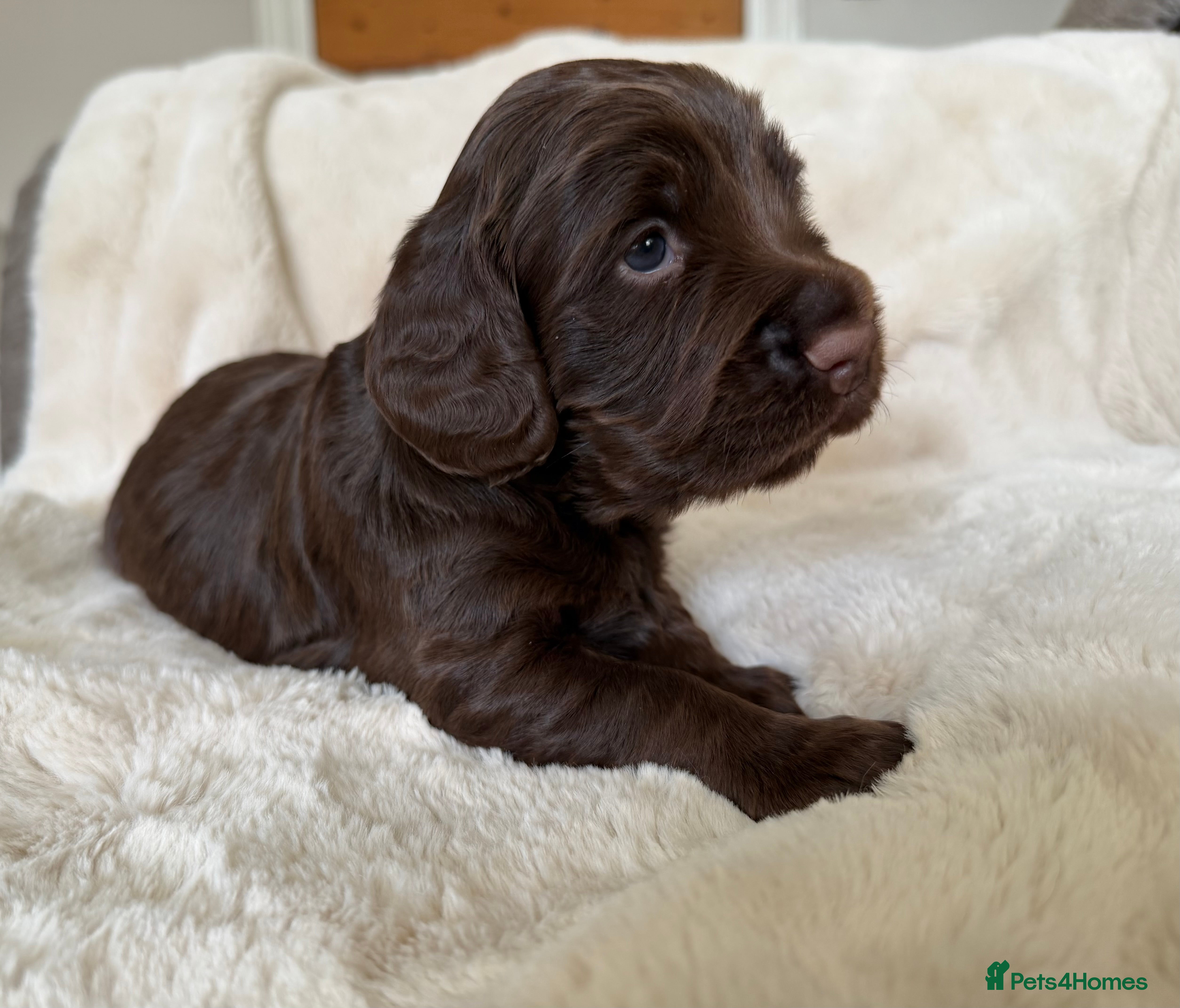 Cocker Spaniel dogs Stunning chocolate Kc Cocker Spaniel puppies - Advert 2