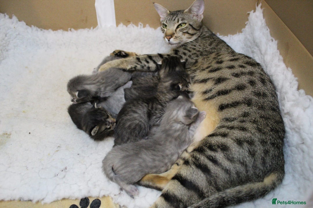 Savannah cats for sale: Stunning Savannahx Maine coons - Image 18