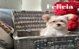 Yorkshire Terrier dogs for sale: Adorable Golddust Yorkshire Terrier Puppies - Image 30