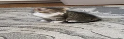 Domestic Shorthair cats for sale: Lovely kittens  - Advert 10