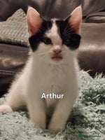 Mixed Breed cats - Advert 2