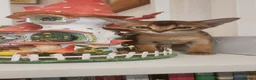 Abyssinian cats for sale: Adorable Pedigree Abyssinian kittens  in Royston - Advert 7