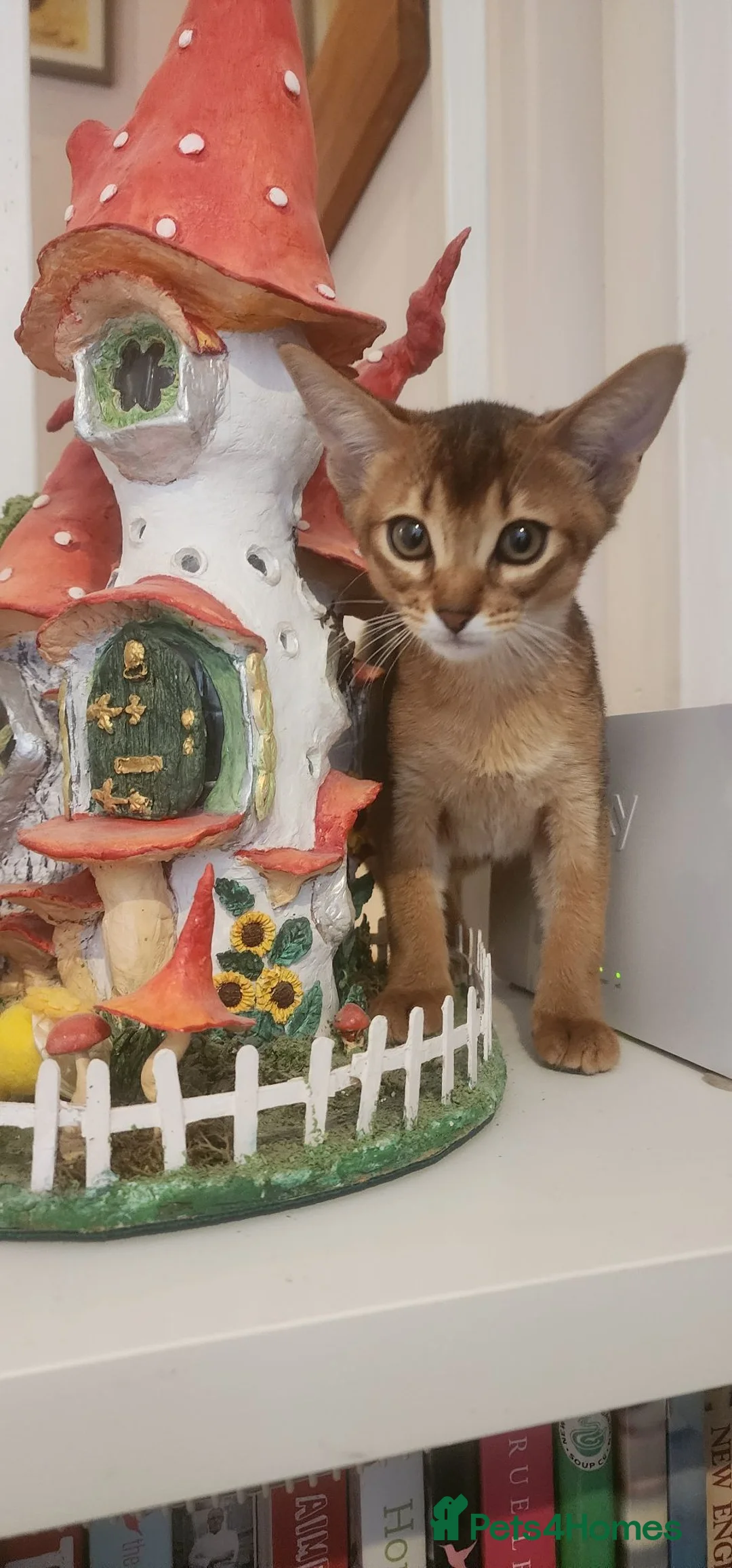 Abyssinian cats for sale: Adorable Abyssinian kittens  - Advert 1