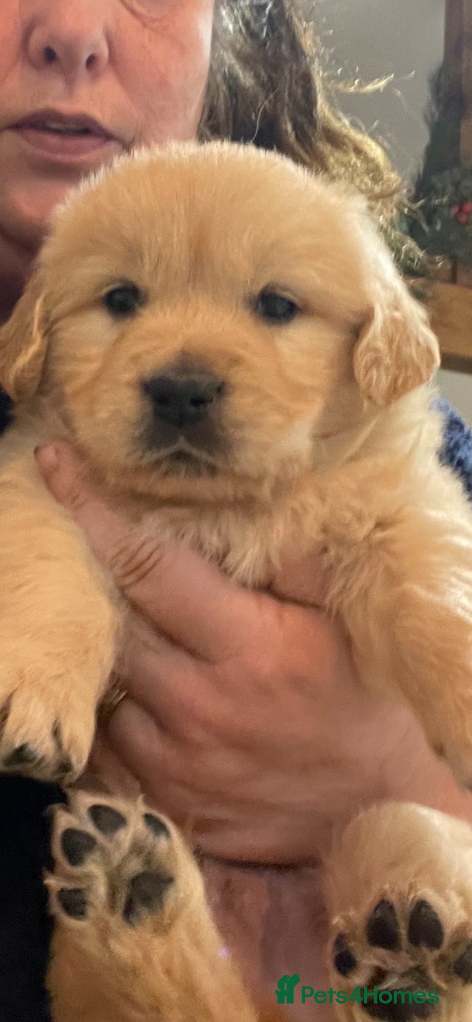 Golden Retriever dogs Beautiful, KC registered  Golden Retriever puppies - Advert 1