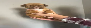 Dogue De Bordeaux 2