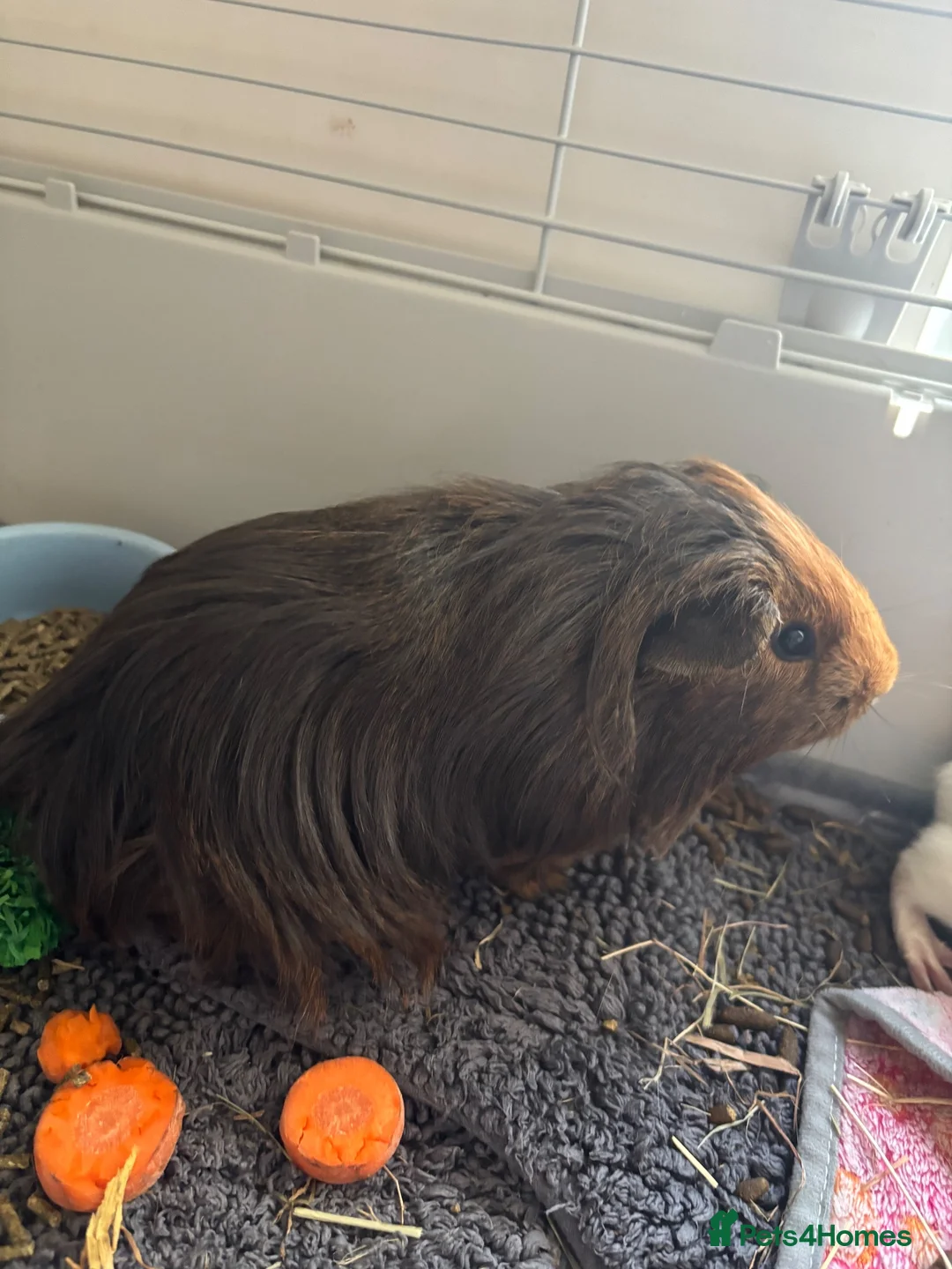 Guinea Pig rodents for sale: 2 x 4 month old guinea pigs  in Bedford - Advert 2